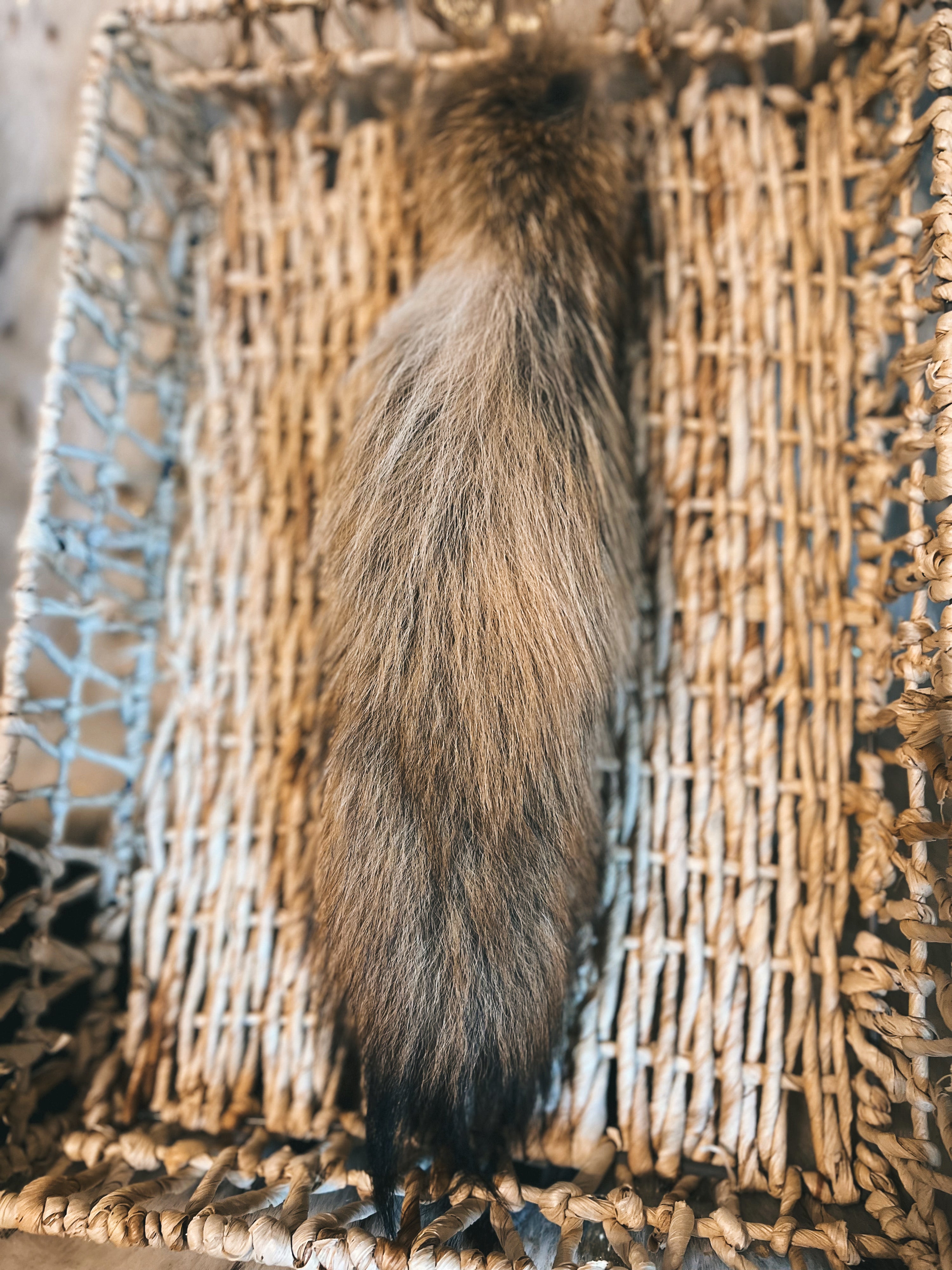 Coyote Tail Purse Hanger